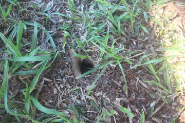 ants on the ground, Life Beneath the Soil
