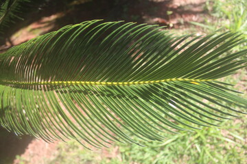 Palm Feather