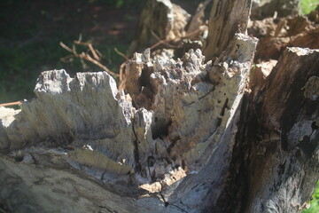 trunk of a tree, Insect-Eaten Old Tree Trunk