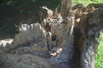 trunk of a tree, Insect-Eaten Old Tree Trunk