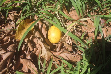 Fallen Fruit in the Grass