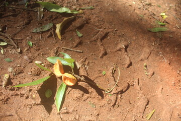 mptied Pod on Earth Fruit of Stemmadenia litoralis, Hollow Fruit on Clay
