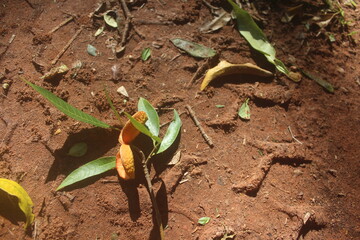 Hollow Fruit on Clay