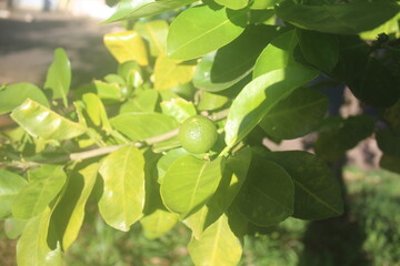Tiny Orange Fruit Among the Leaves
