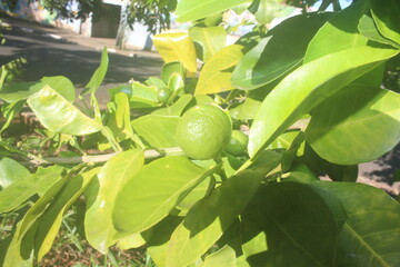 A Modest Fruit Beneath the Sun
