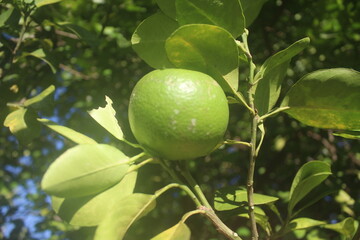 lemon tree with fruits