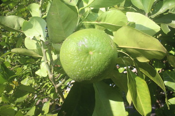 A Modest Fruit Beneath the Sun