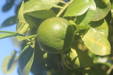  Single Green Orange on the Branch