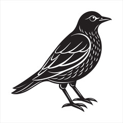 Obraz premium common blackbird vector illustration