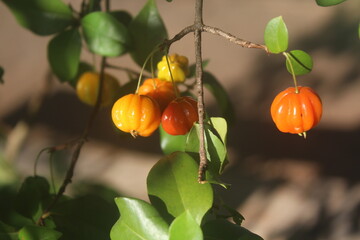 Acerola Fruits on the Branch