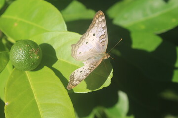 Butterfly on an Orange Leaf Beside an Unripe Fruit