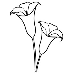 white calla lily