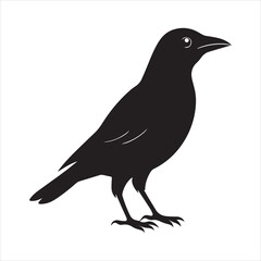 Fototapeta premium common blackbird vector illustration