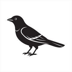 Obraz premium common blackbird vector illustration