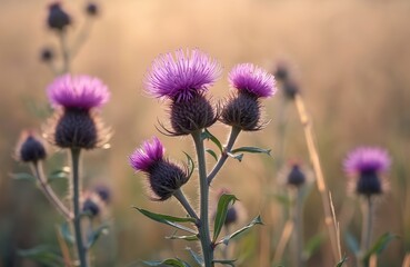Fototapeta premium Thistle flowers bloom. Close-up photo of purple thistle plants with thorns in field. Natural botanical background. Wildflowers at sunset. Beautiful scenery with nature elements.