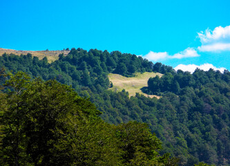 Mountain Bjelasnica Covered with Dense Forest and Sunny Meadow