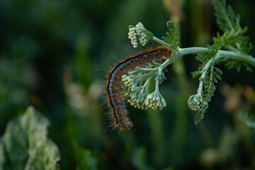 Wunderschön, farbige Raupe auf einer grüner Pflanze