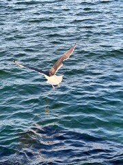 seagull in flight soaring over ocean water
