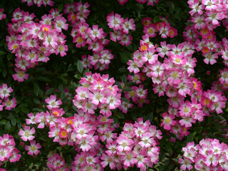 Obraz premium 安曇野 バラの花