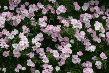 夢乙女　バラの花