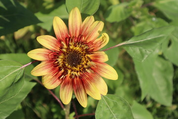 Red Sunburst Sunflower