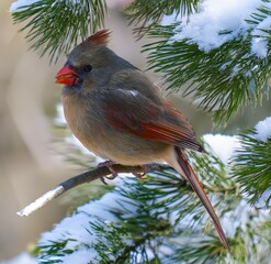 Female Cardinal on a snowy branch