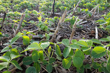 Close-up of soybeans growing between corn stalks in the early morning. 