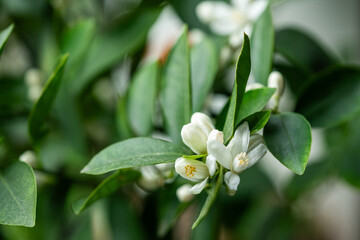 Blooming citrus calamondin tree with fragrant scented flowers at home. Flowering houseplant...
