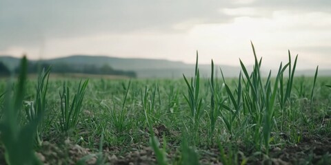 Lush Green Growth Flourishing in a Beautifully Serene and Tranquil Landscape Environment