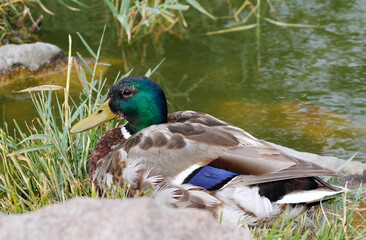 duck on the bank of the pond