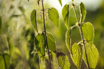 Detailed close-up of nettle leaves, highlighting their unique texture and natural beauty. Excellent for background use.