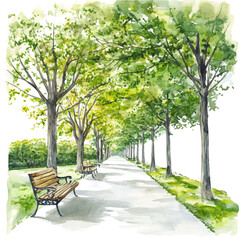 Tree-lined Walkway With Benches, watercolor drawing vector, isolated on a white background.
