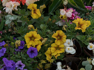 flowers of different colors and shapes in a natural environment, spectacular color effect