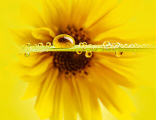 flower with rain drops