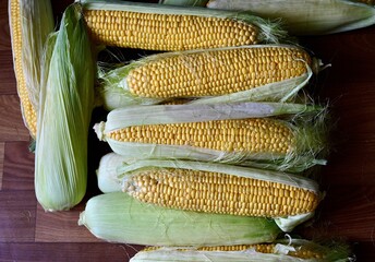 A pile of fresh organic corn. Fresh harvest. View from the top.