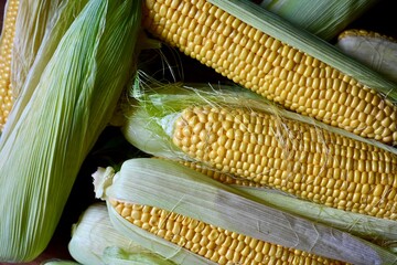 A pile of fresh organic corn. Fresh harvest. View from the top.