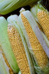 A pile of fresh organic corn. Fresh harvest. View from the top.