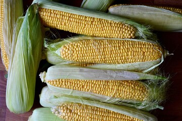 A pile of fresh organic corn. Fresh harvest. View from the top.