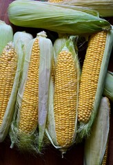 A pile of fresh organic corn. Fresh harvest. View from the top.