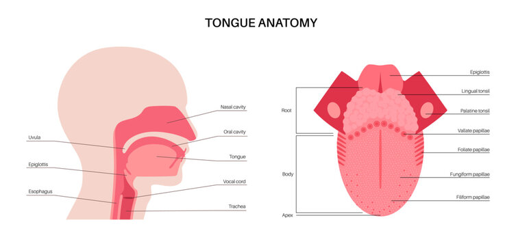 Human tongue poster