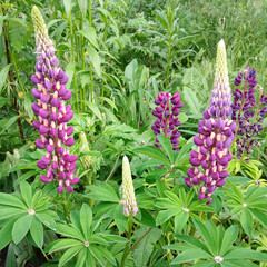 Bouquet of lupine flowers. Beautiful floral composition