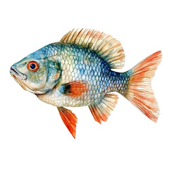 Fototapeta premium Tilapia Close Up, watercolor illustration vector, isolated on a white background.