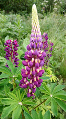 Bouquet of lupine flowers. Beautiful floral composition