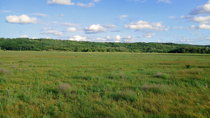 Fototapeta premium Beautiful meadow with herbs and trees in the forest against the sky. Summer landscape, green grass