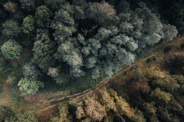 Aerial view of a dense deciduous and coniferous forest, divided by a winding forest path, showing contrasting cold and warm colors of nature