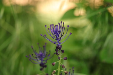 fiore di lampascione in primavera