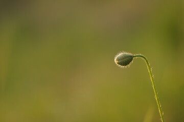 bocciolo di fiore di papavero in primavera al tramonto