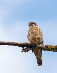 Male American Kestrel on the Hunt