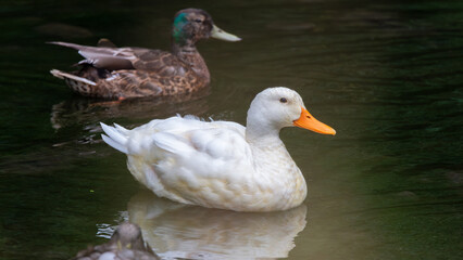 white duck on the water