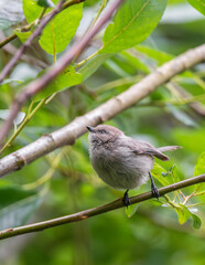Bushtit on branch